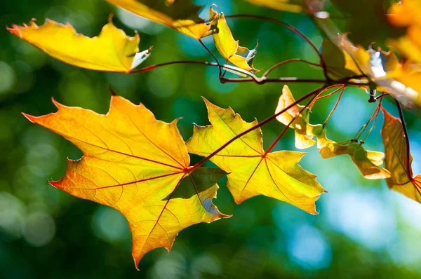 Texture, background, pattern. Leaves Seeds of a red maple branch — Stock Photo, Image