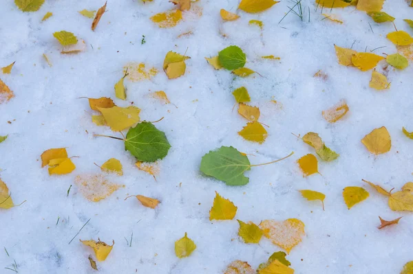 Textuur, achtergrond, patroon. Geel rood herfstblad op de fi — Stockfoto