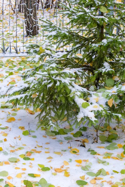 Textur, Hintergrund, Muster. gelb rote Herbstblätter auf dem fi — Stockfoto