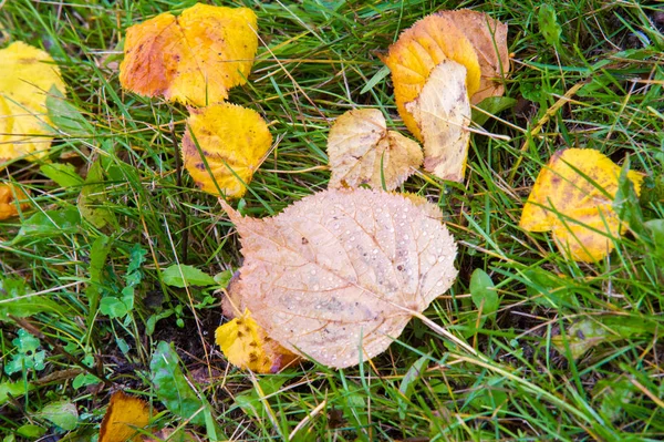 Texture, fond, motif. Automne. Feuilles d'automne jaunes sur th — Photo