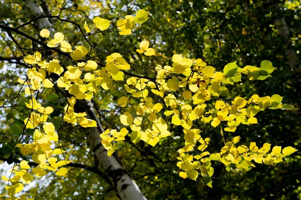 Tekstura, tło, wzór. Jesienne liście lipy są żółte — Zdjęcie stockowe