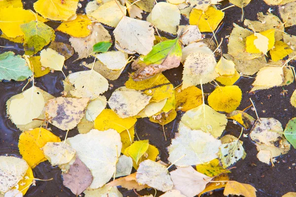 纹理, 背景, 图案。秋叶落在水坑里 — 图库照片