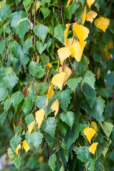Texture, sfondo, pattern. Foglie di autunno gialle di una betulla su — Foto Stock