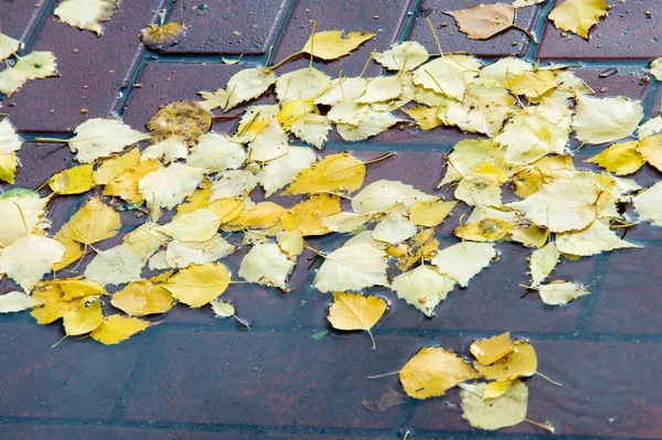 Textura, fondo, patrón. Hojas de otoño cayeron en un charco — Foto de Stock