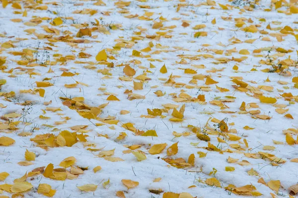 Textura, fondo, patrón. Hojas amarillas rojas de otoño en la fi —  Fotos de Stock