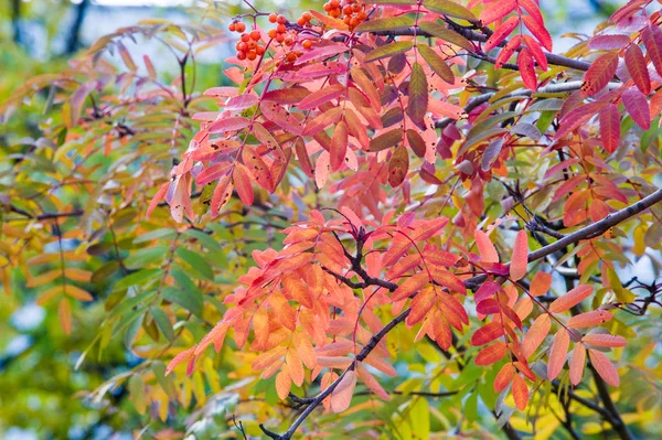 Textur, Hintergrund, Muster. Herbstblätter der Eberesche, gelb — Stockfoto