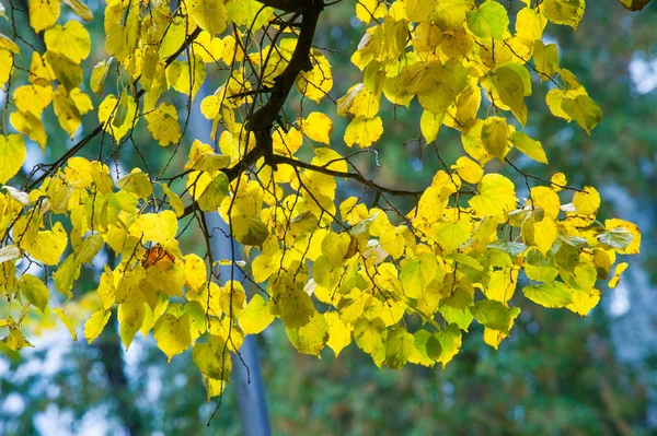Textura, fondo, patrón. Las hojas otoñales de tilo son de color amarillo — Foto de Stock