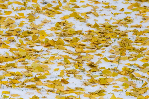 Texture, sfondo, pattern. Giallo rosso autunno foglie sulla fi — Foto Stock