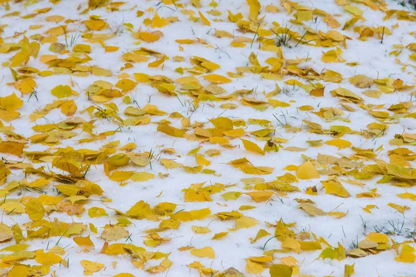 Textuur, achtergrond, patroon. Geel rood herfstblad op de fi — Stockfoto