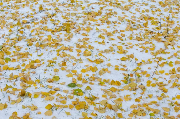 Texture, fond, motif. Feuilles d'automne jaune rouge sur la fi — Photo