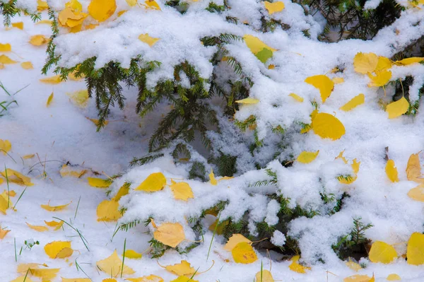 纹理，背景，图案。 第一场雪 又白又蓬松 喊吧 — 图库照片