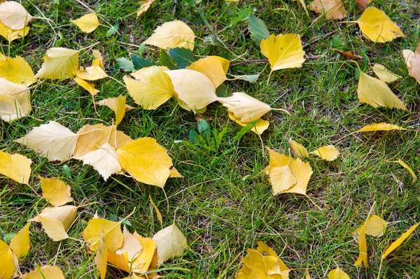 Textur, Hintergrund, Muster. Herbst. gelbe Herbstblätter auf th — Stockfoto