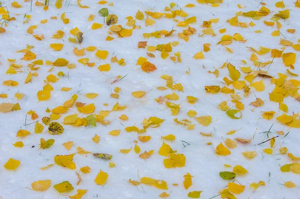 Textura, fondo, patrón. Primera nieve. Blanco y esponjoso. Grita. —  Fotos de Stock