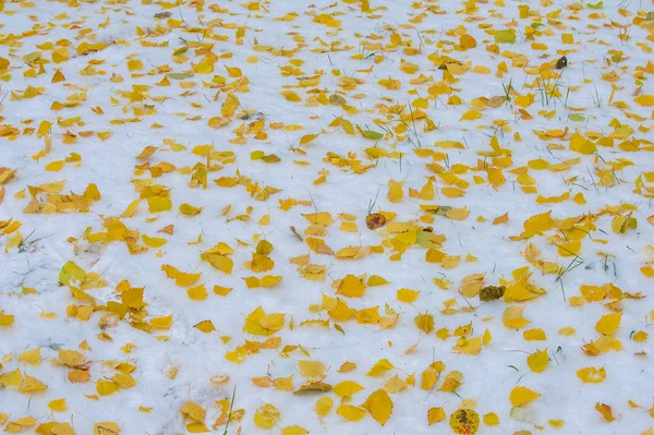 Textuur, achtergrond, patroon. Eerste sneeuw. Wit en pluizig. Schreeuw. — Stockfoto