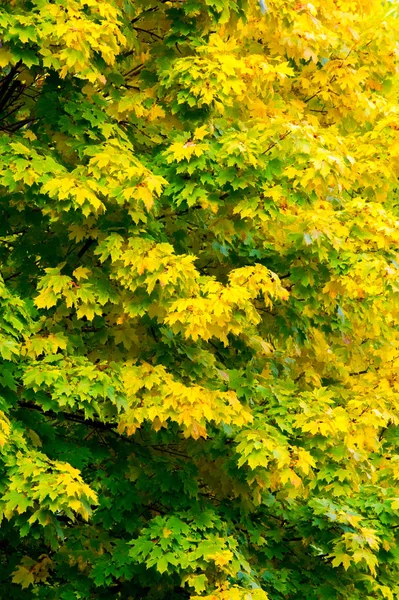 텍스처, 배경, 패턴입니다. 가을 단풍 나무에 — 스톡 사진