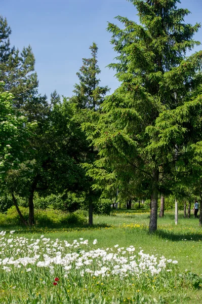 Spring urban landscape. City parks. green grass field in big cit — Stock Photo, Image