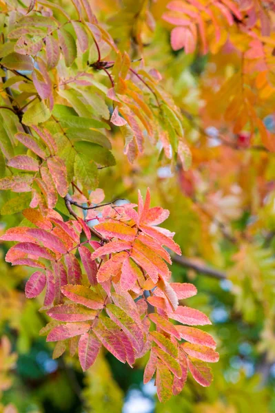 Texture, background, pattern. Red yellow green autumn leaves on — 스톡 사진