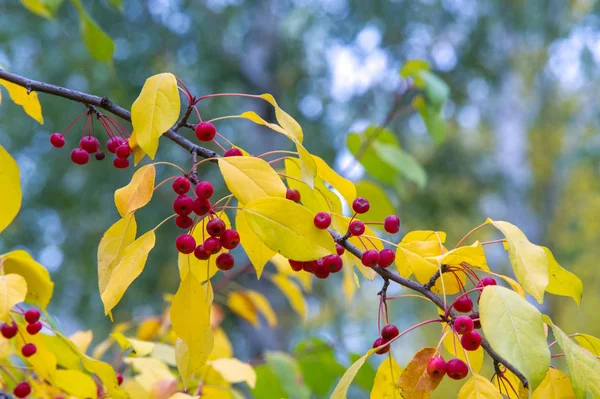 Las manzanas son decorativas, las otras especies son generalmente conocidas como —  Fotos de Stock