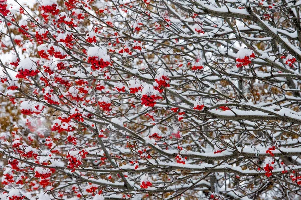 Textur, Hintergrund, Muster. Erster Schnee. weiß und flauschig. schreien — Stockfoto