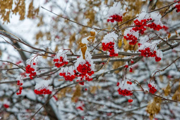 Textur, Hintergrund, Muster. Erster Schnee. weiß und flauschig. schreien — Stockfoto