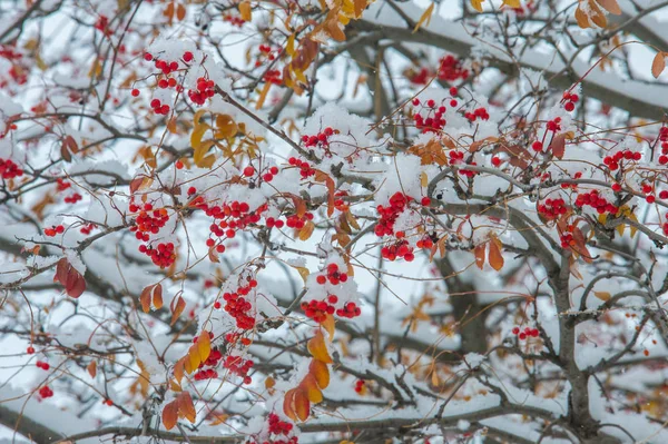 Textura, fundo, padrão. Primeira neve. Branco e fofo. Grita. — Fotografia de Stock