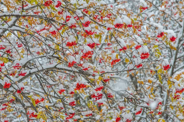 Textura, fundo, padrão. Primeira neve. Branco e fofo. Grita. — Fotografia de Stock