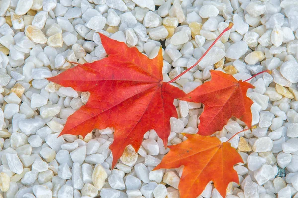 Textura, fondo, patrón. Hojas amarillas rojas de otoño en gr — Foto de Stock