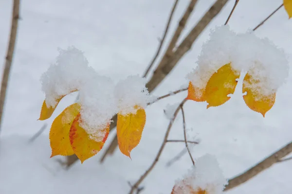 Textura, fundo, padrão. Primeira neve. Branco e fofo. Grita. — Fotografia de Stock