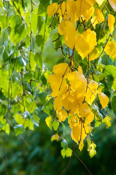Texture, fond, motif. Feuilles jaunes d'automne d'un tilleul — Photo
