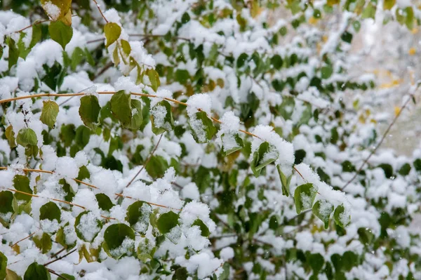 Textura, fondo, patrón. Primera nieve. Blanco y esponjoso. Grita. —  Fotos de Stock