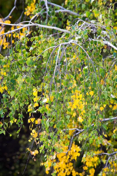 Υφή, φόντο, μοτίβο. Κίτρινα κόκκινα φθινοπωρινά φύλλα σε δέντρο — Φωτογραφία Αρχείου