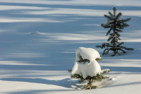 Зимний пейзаж. Молодые елки, покрытые снегом. Солнечный — стоковое фото