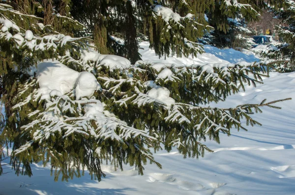Zimowy krajobraz. Na gałęziach świerku są duże akcu — Zdjęcie stockowe