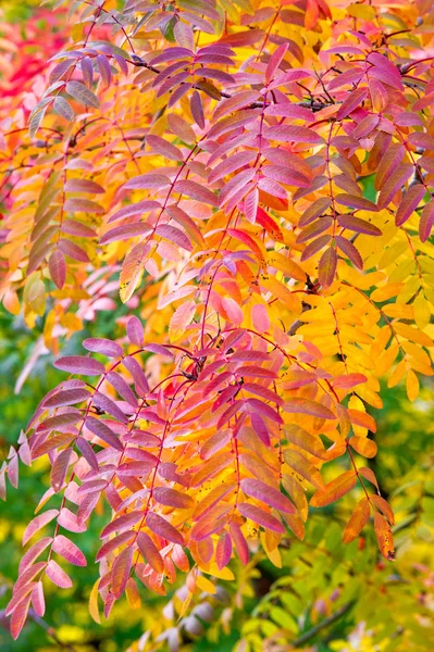Textura, fundo, padrão. Vermelho amarelo verde folhas de outono em — Fotografia de Stock