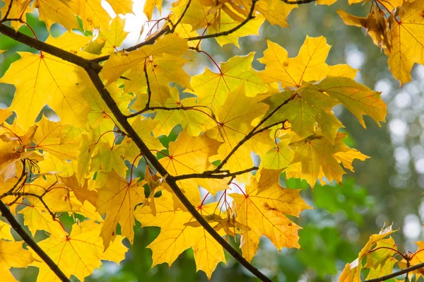 Texture, background, pattern. Maple leaves in autumn on a tree — Stock Photo, Image