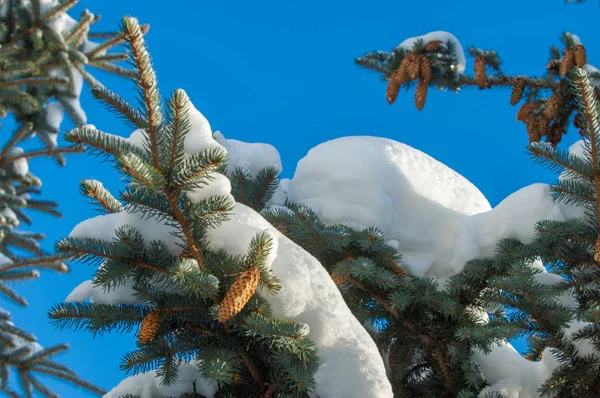 Winterlandschap. een blauwe dennenboom tak, de sneeuw ligt op de b — Stockfoto