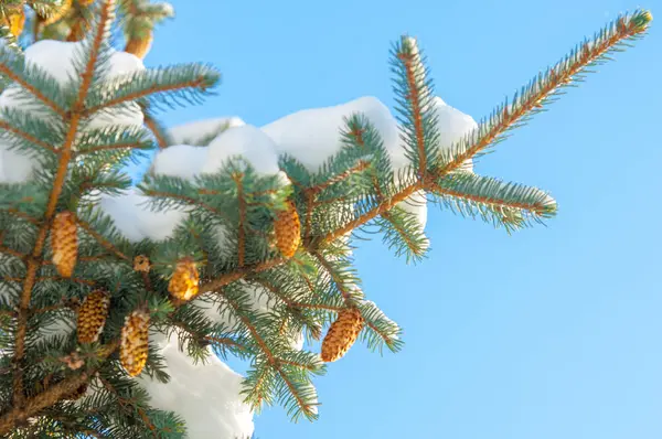 Winterlandschap. een blauwe dennenboom tak, de sneeuw ligt op de b — Stockfoto