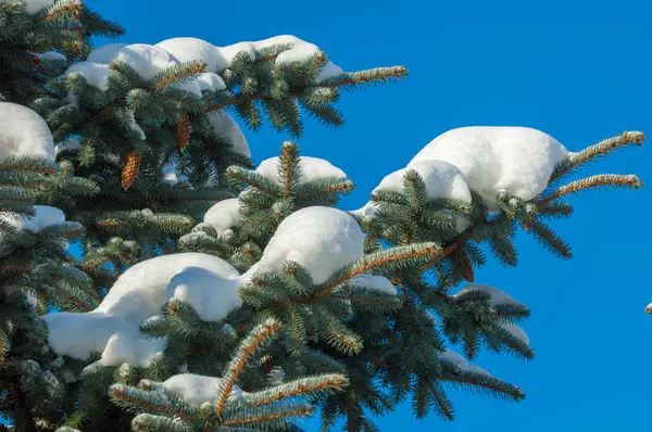 Winterlandschap. een blauwe dennenboom tak, de sneeuw ligt op de b — Stockfoto