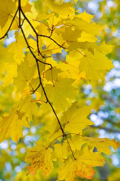 Текстура, фон, рисунок. Кленовые листья осенью на дереве — стоковое фото