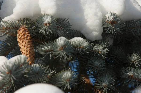 Winterlandschaft. ein blauer Tannenzweig, der Schnee liegt auf dem — Stockfoto