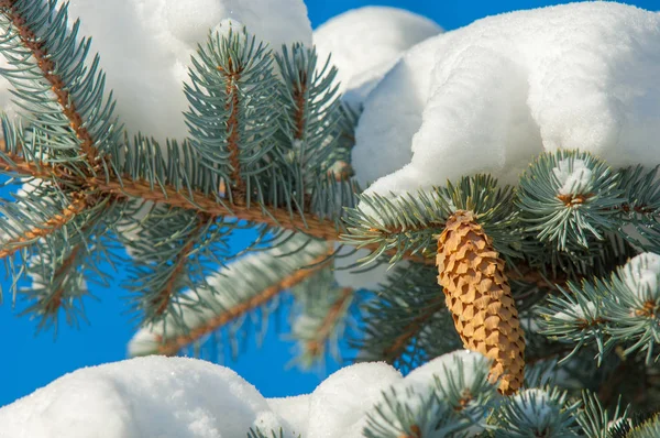 Winterlandschap. een blauwe dennenboom tak, de sneeuw ligt op de b — Stockfoto