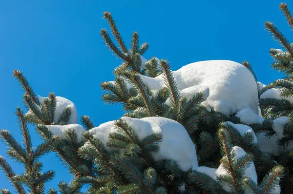 Winterlandschap. een blauwe dennenboom tak, de sneeuw ligt op de b — Stockfoto