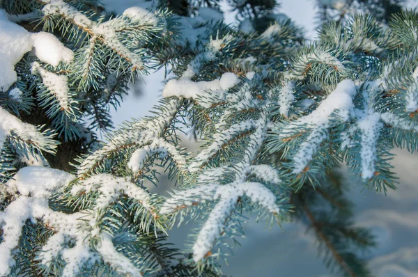 冬の風景。青いモミの木の枝雪はbにあり — ストック写真