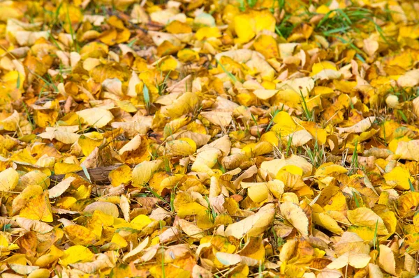 Textura, fundo, padrão. Folhas de outono vermelho amarelo no gr — Fotografia de Stock