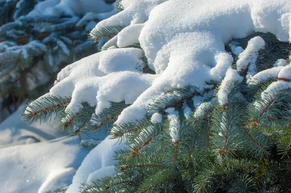 Paesaggio invernale. un ramo di abete blu, la neve si trova sulla b — Foto Stock