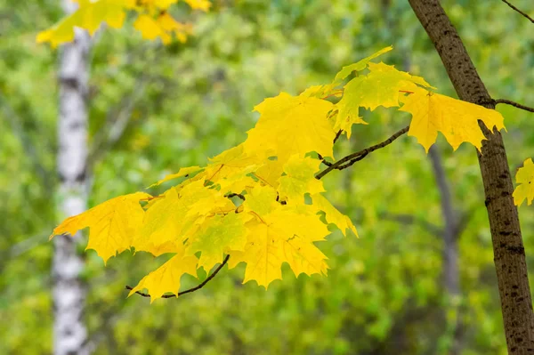 Υφή, φόντο, μοτίβο. Κίτρινα φύλλα φθινοπώρου — Φωτογραφία Αρχείου