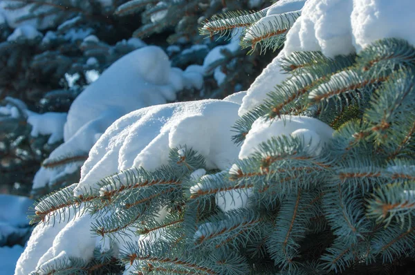 Paisagem de inverno. um ramo de abeto azul, a neve jaz no b — Fotografia de Stock