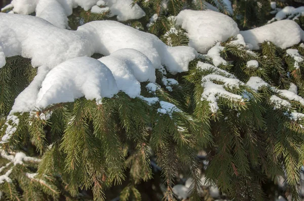 Paysage hivernal. une branche de sapin bleu, la neige repose sur le b — Photo