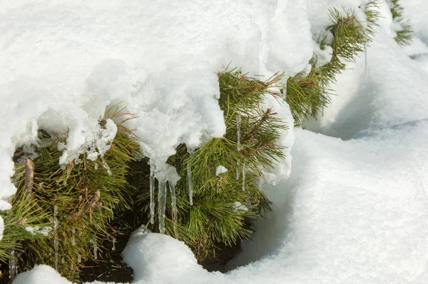 冬季风景。 在云杉的枝子上有一个很大的花冠 — 图库照片