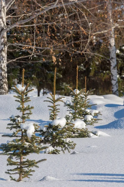 Winterlandschaft. junge Weihnachtsbäume mit Schnee bedeckt. sonnig — Stockfoto
